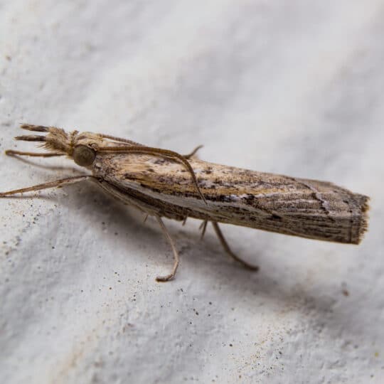 Identifying Sod Webworms