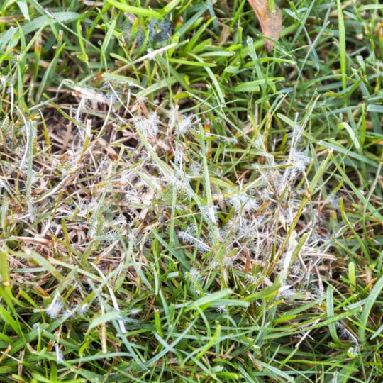Common Fall Lawn Diseases