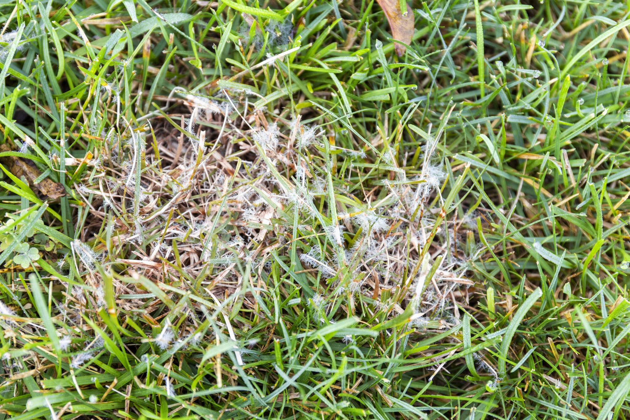 Common Fall Lawn Diseases | Cardinal Lawns