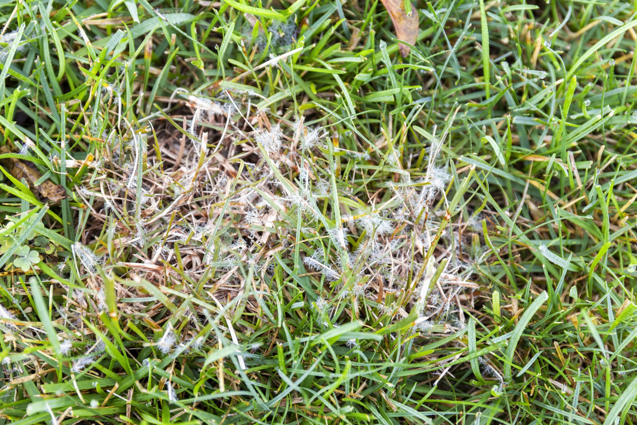 Lawn diseases shop