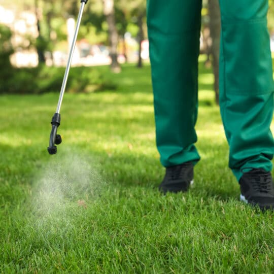 Common Fall Lawn Pests