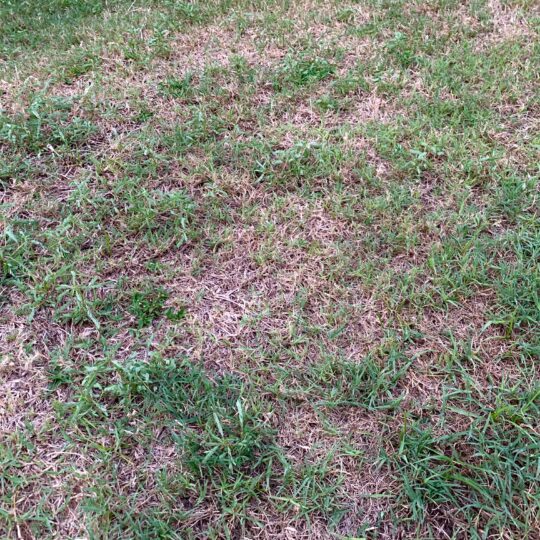 Winter Lawn Diseases