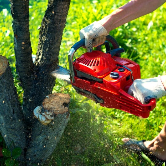 Tree Removal Process