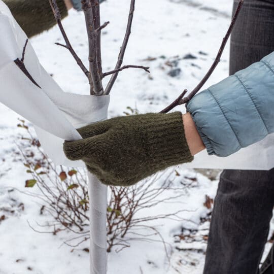 Wrapping Trees