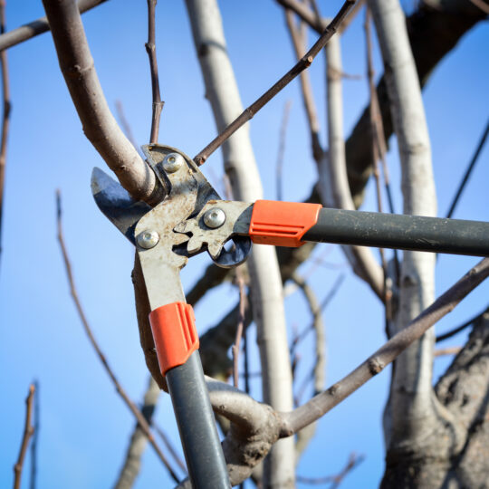 Winter Tree Pruning Tips