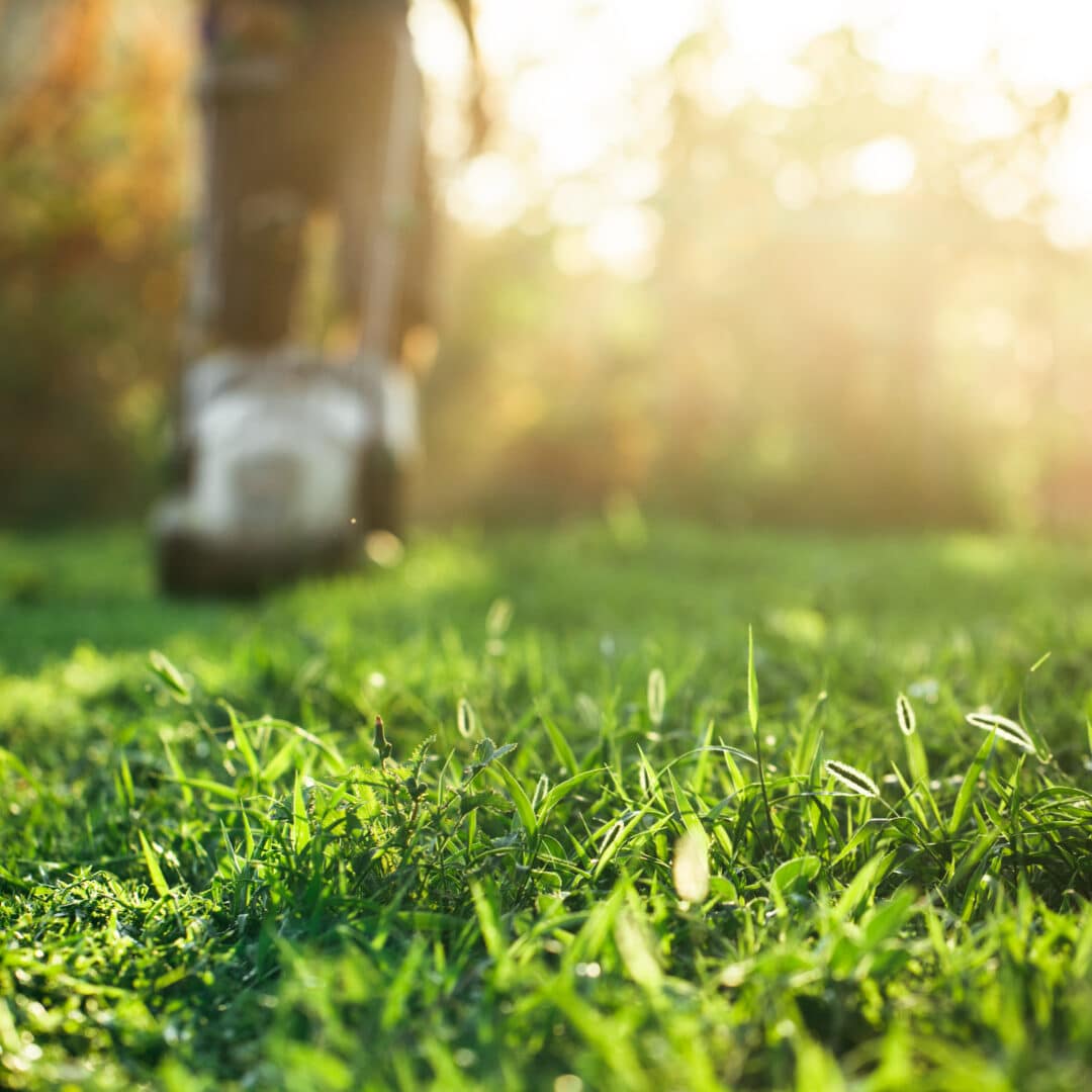 Lawn care secrets discount