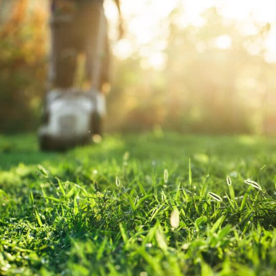 Spring Lawn Care Plan