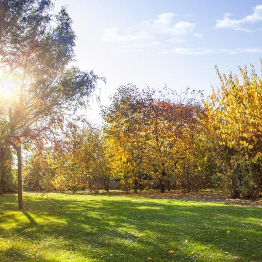 Fall Lawn Care Tips