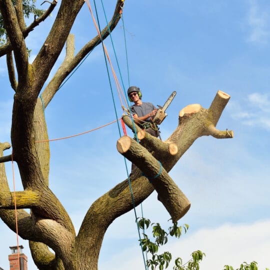 Tree Removal