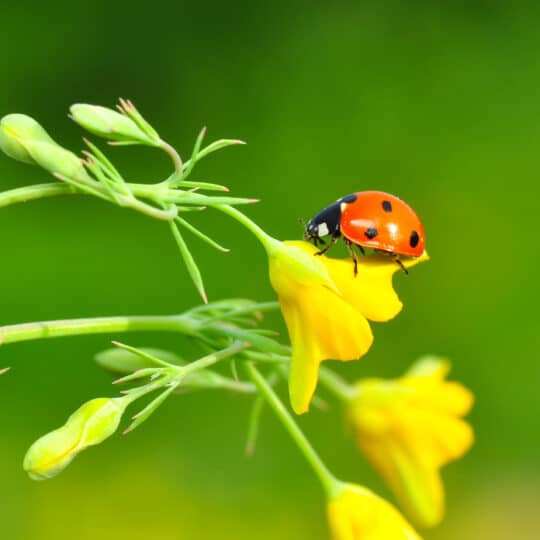Beneficial Lawn Bugs