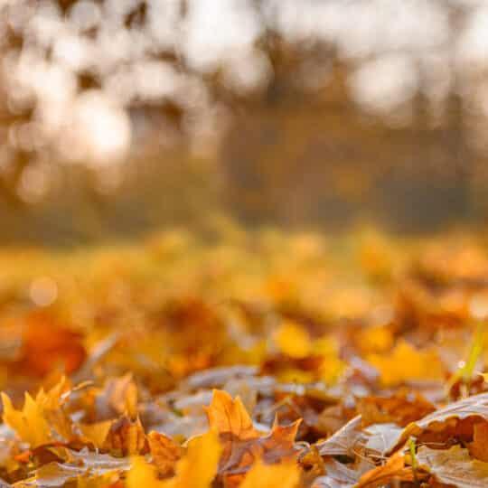 Fall Lawn Cleanup