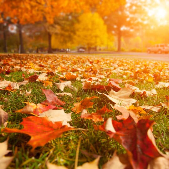Fall Lawn Care Tips