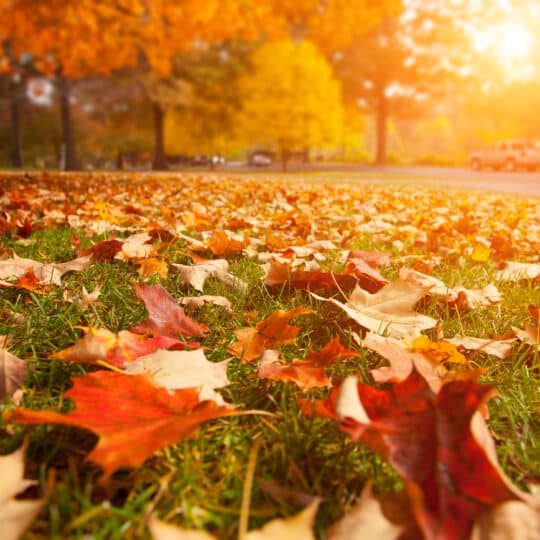 Fall Lawn Maintenance