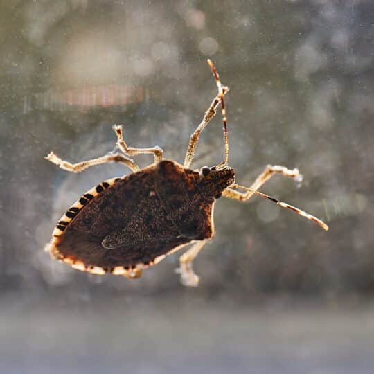 Stink Bug Control