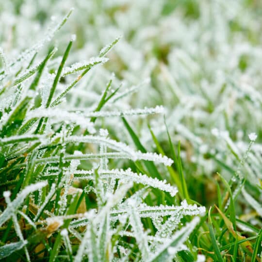 Winter Grass Brown Spots