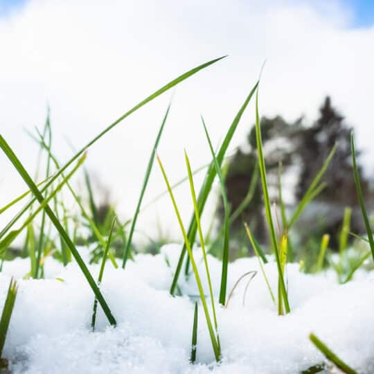 Preventing Winter Lawn Pests