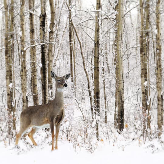 Winter Lawn and Garden Pests