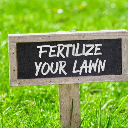 Fertilize Your Lawn