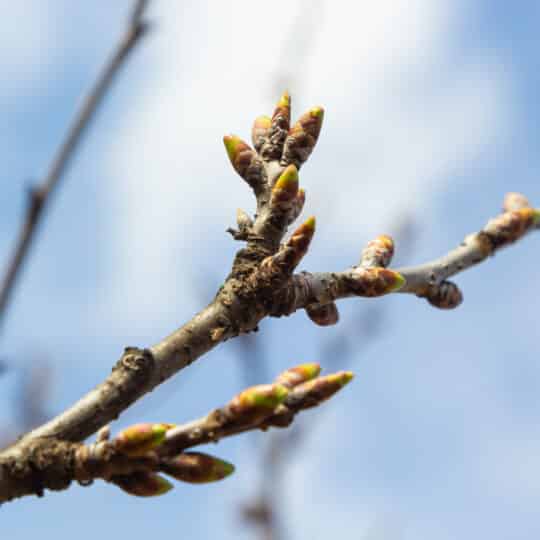 Warm Winter Plant Protection