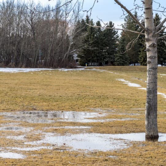 Dead Versus Dormant Grass