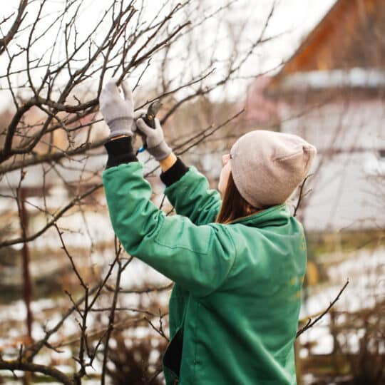 Winter Tree and Shrub Pruning