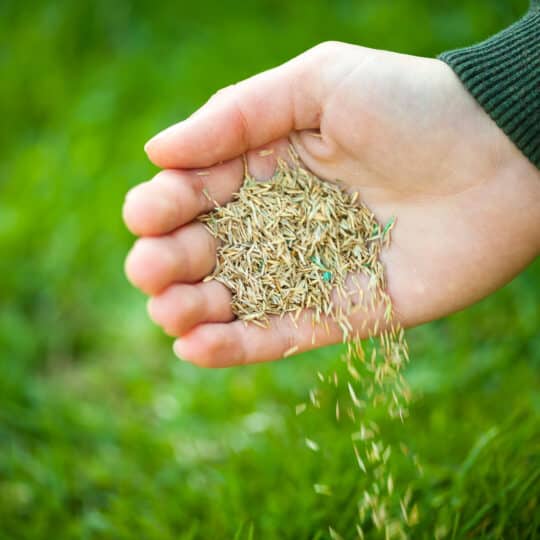 Spring Lawn Overseeding