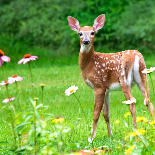 Lawn Wildlife Control