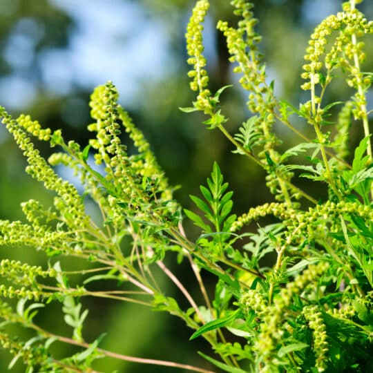 Ragweed plant