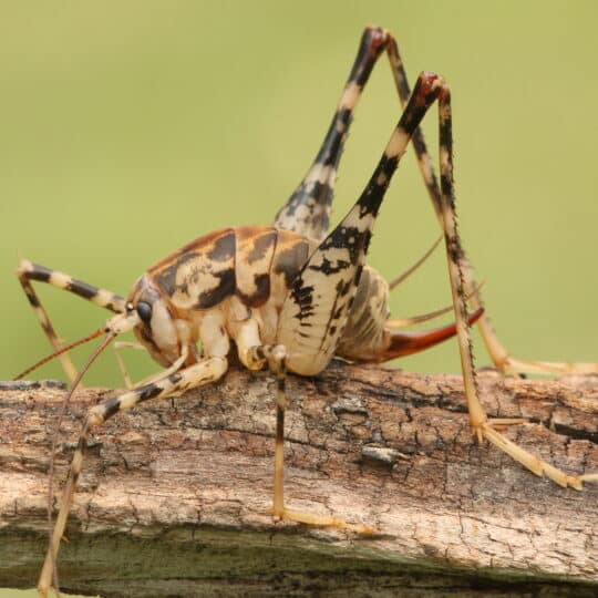 Spider Cricket