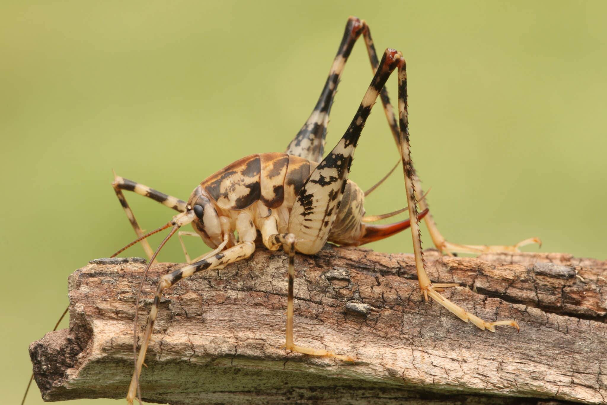 Spider cricket on sale