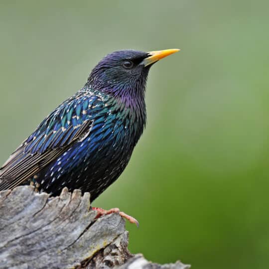 Deter Starlings