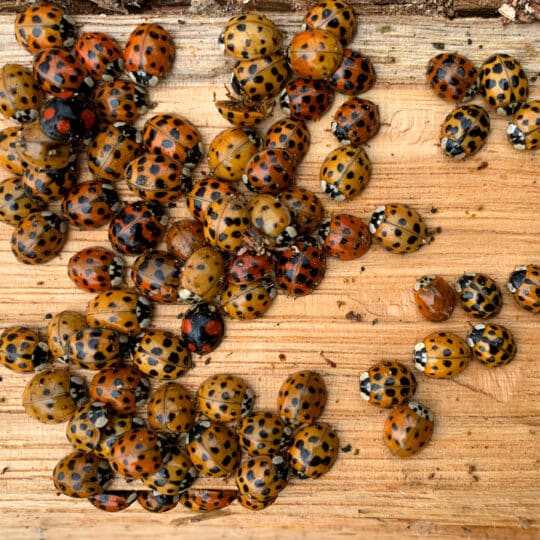 Asian Lady Beetles