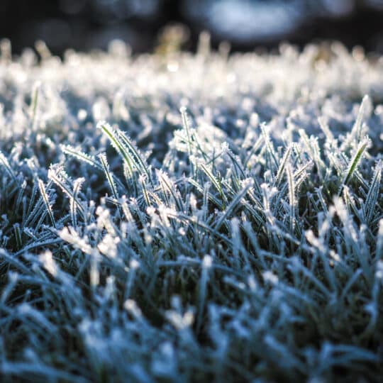 Effects of a Frosted Lawn