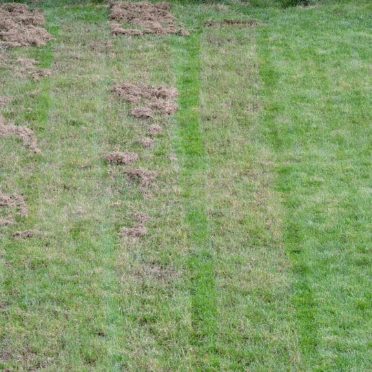 Dethatching Your Lawn