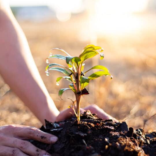 Planting a New Tree