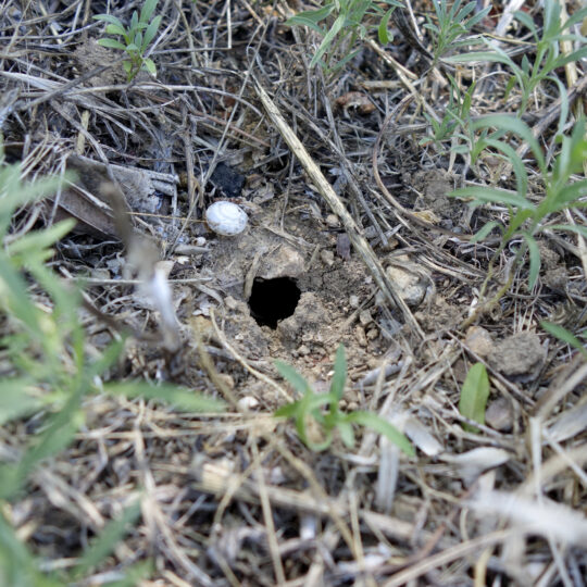 What's Creating Holes in Your Yard?